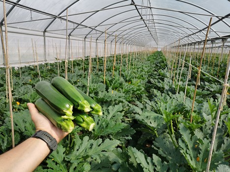 Come ottenere un’elevata resa di zucchine in serra