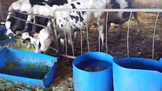 Come realizzare da solo una mangiatoia per mucche?