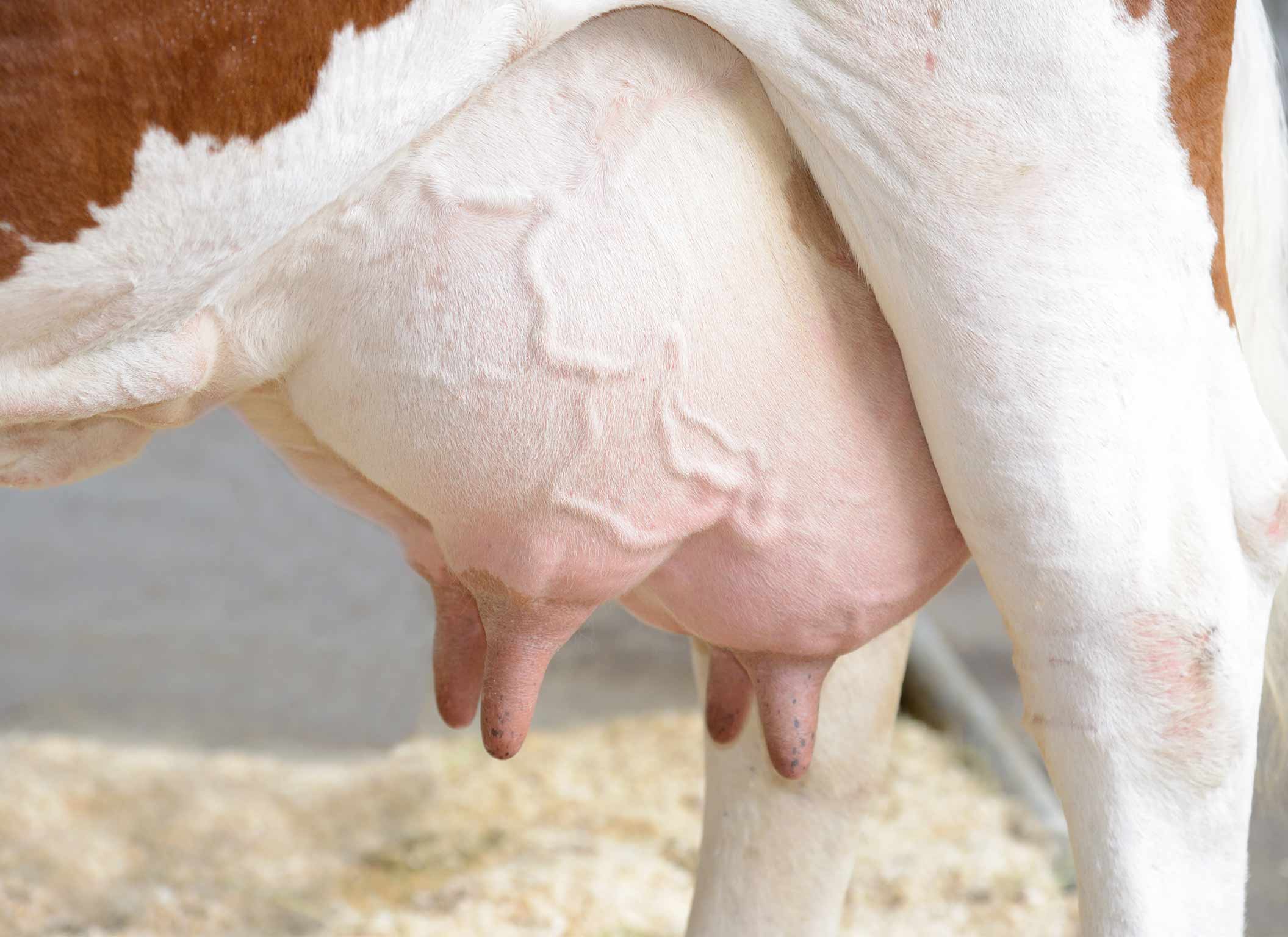 Come rimuovere il gonfiore della mammella in una mucca dopo il parto?