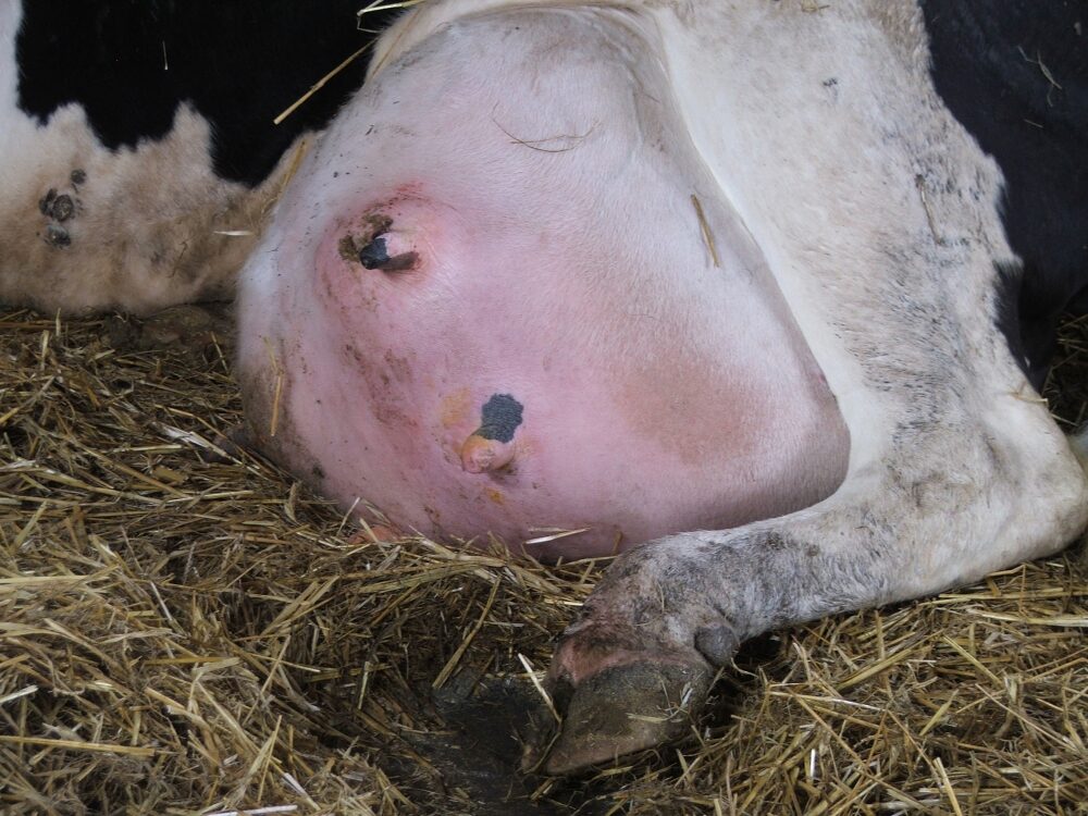 Come trattare la mastite in una mucca?