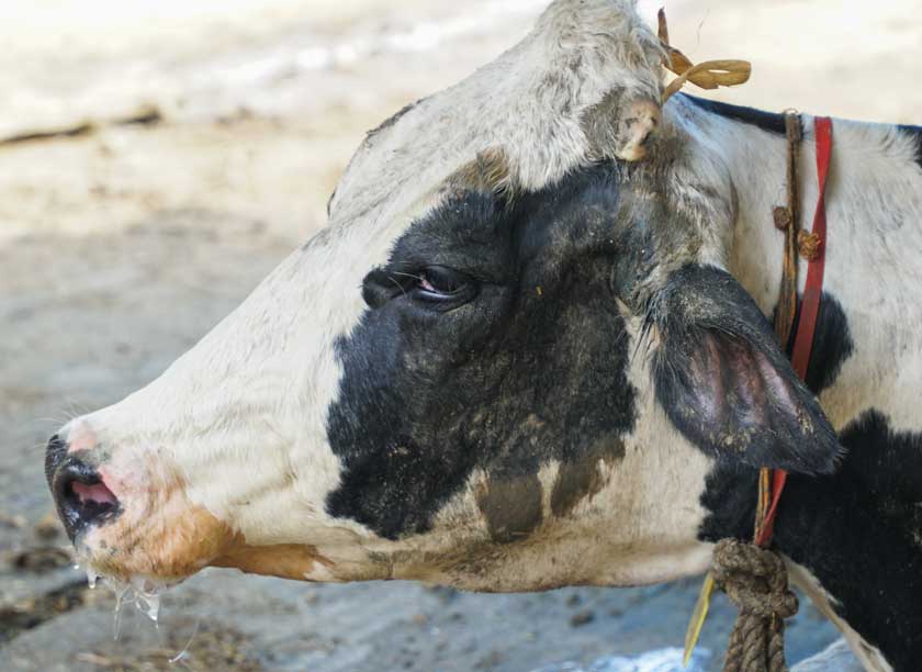 Come trattare la tosse nei vitelli?