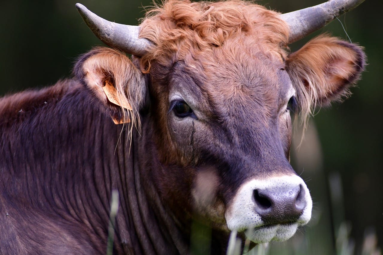 Come trattare una spina nell'occhio di una mucca?