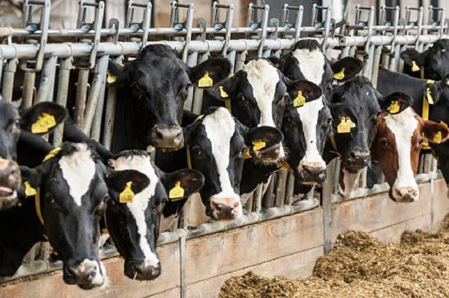 Come vengono nutrite le mucche in lattazione?