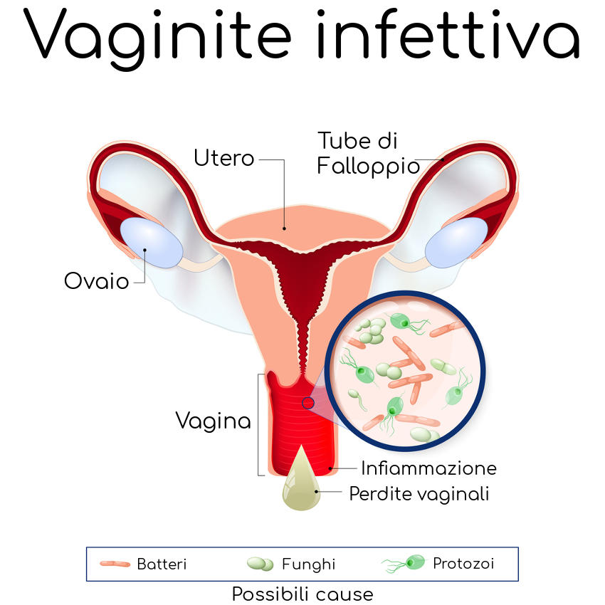 Cos'è la vaginite nelle mucche, sintomi, trattamento