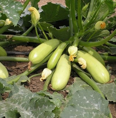 Descrizione e caratteristiche principali delle zucchine Iskander con foto e recensioni