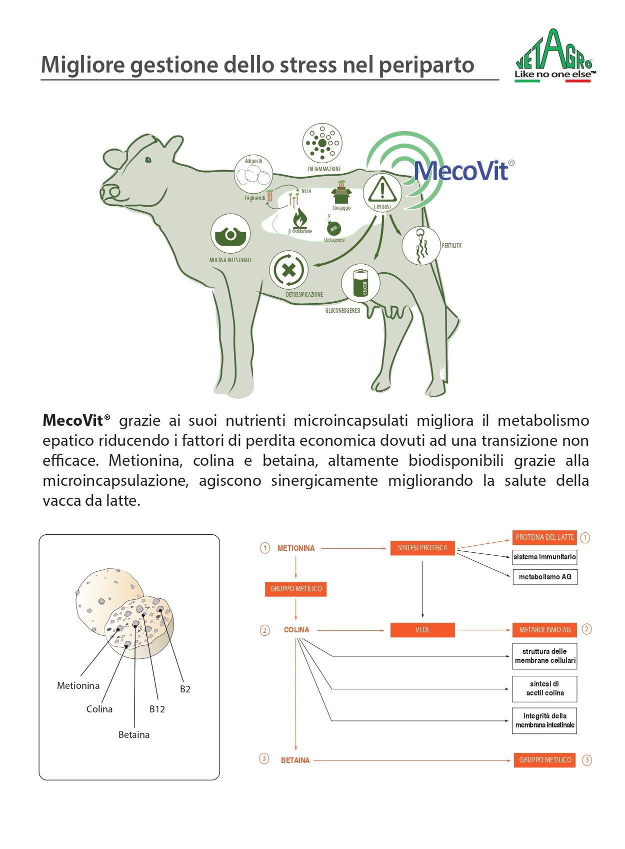 Detenzione della placenta nelle mucche – segni, trattamento, prevenzione