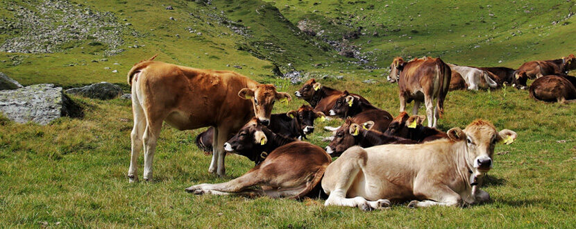 Dove e come pascolare le mucche?