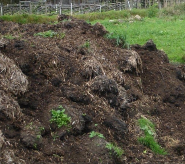 È possibile utilizzare letame di pecora o humus per concimare il giardino