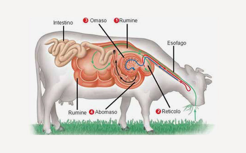 La struttura dello stomaco e del sistema digestivo di una mucca