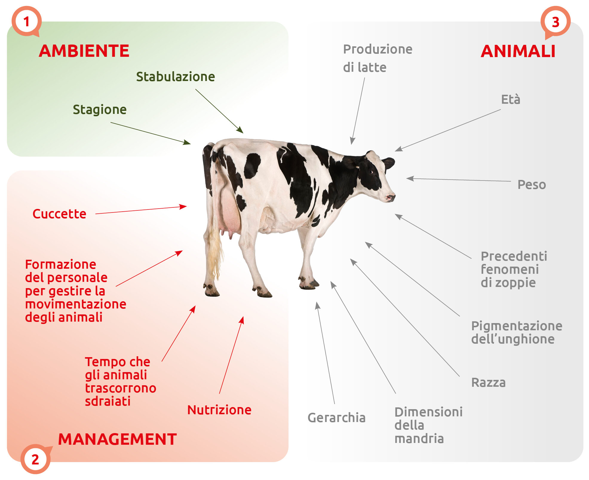 Malattie degli arti nelle mucche e nei bovini