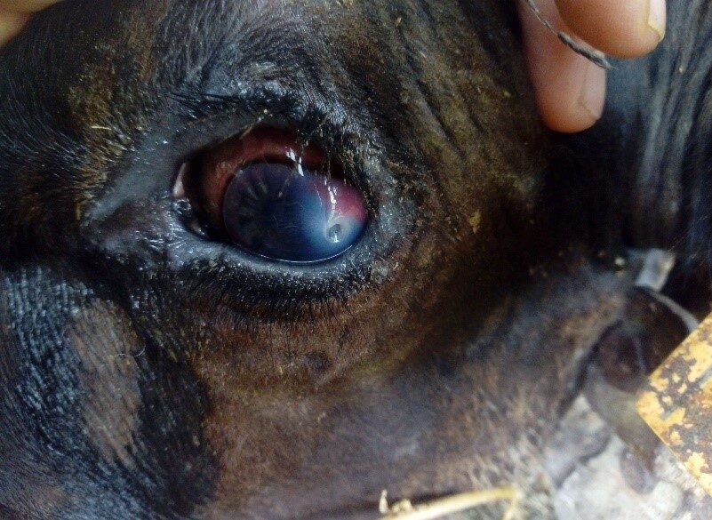 Malattie degli occhi nei bovini