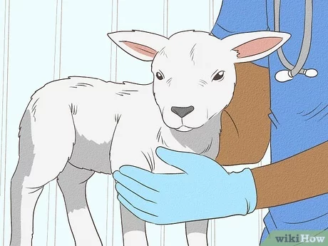 Nutrire un agnello a casa: agnelli appena nati, integratori vitaminici, tabella di alimentazione per età