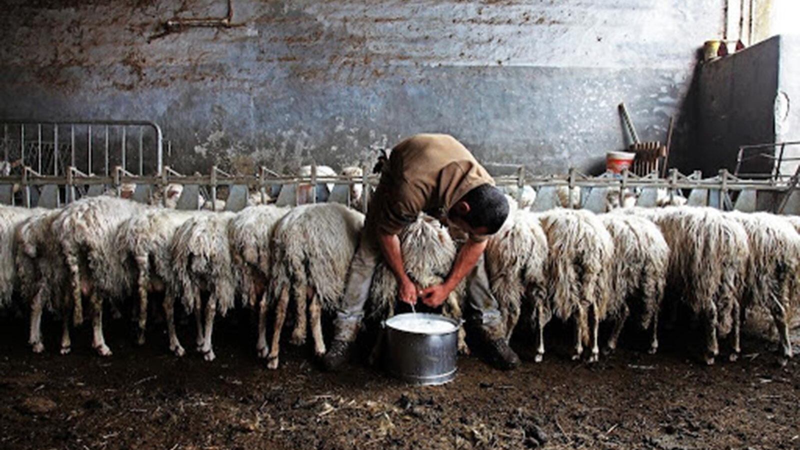 Pastore elettronico per pecore: vantaggi e svantaggi, il processo di abituarsi alle pecore