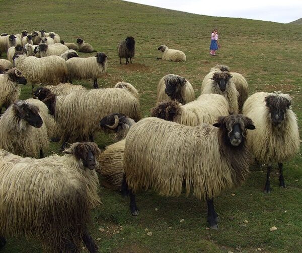 Pecore della razza Karachaev: descrizione, caratteristiche