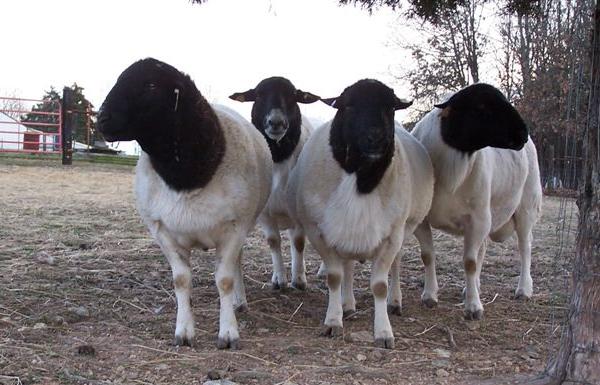 Pecore di razza Dorper: caratteristiche della razza, descrizione