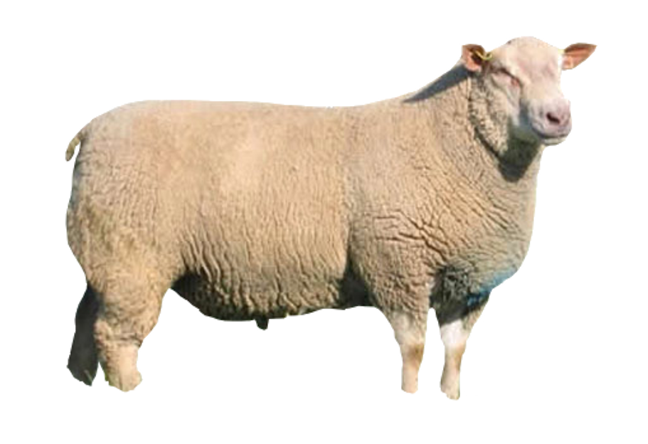 Pecore di razza Texel: descrizione, origine, allevamento