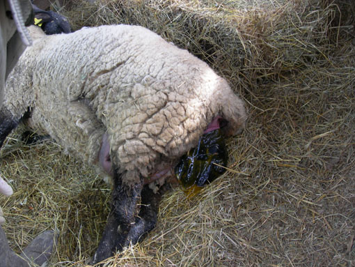 Pecore gravide (incinte): quanti agnelli possono esserci in un agnello, la frequenza della gravidanza