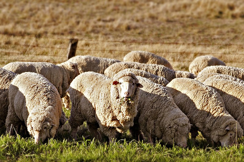 Pecore merino: la dignità della razza, la cura, il valore della lana