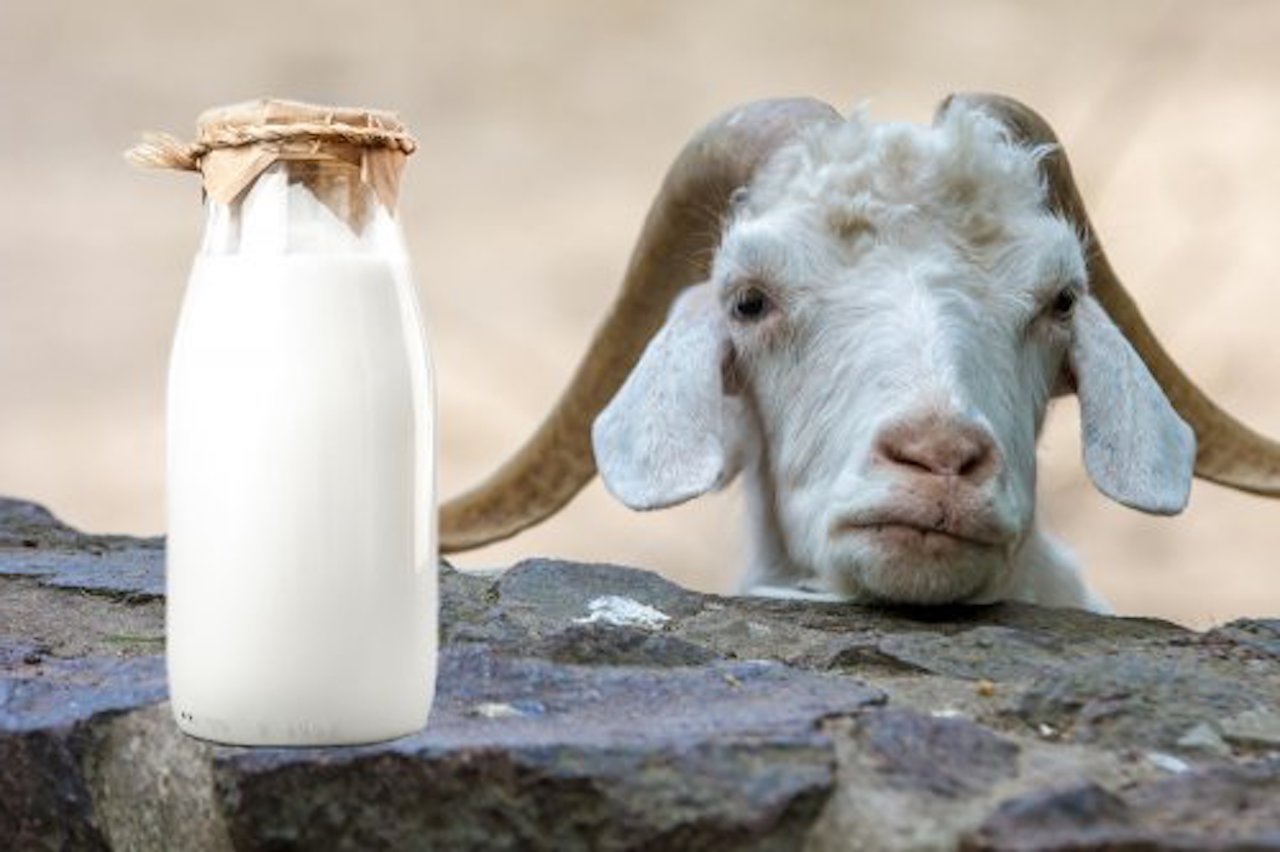 Perché il latte ha l'odore di mucca e diventa acido rapidamente?