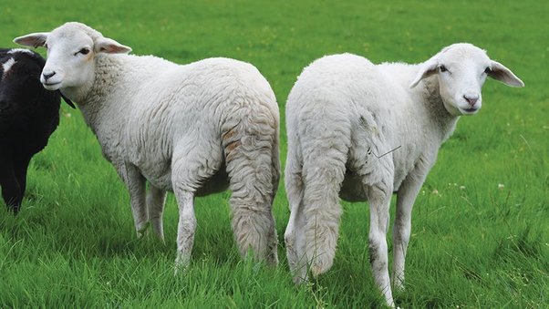 Perché pecore, montoni e agnelli non possono reggersi sulle zampe posteriori