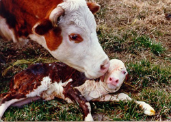 Peso del vitello alla nascita