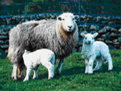 Peso medio di una pecora: un adulto vivo, quanto pesa la carcassa di un agnello