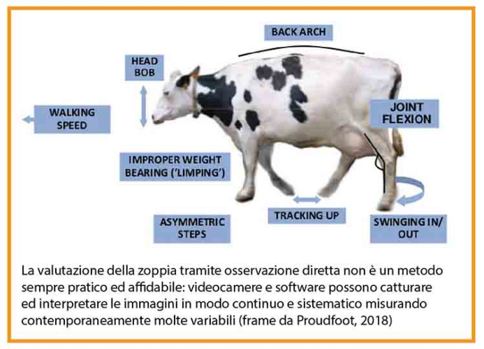 Quale dovrebbe essere il contenuto delle mucche?