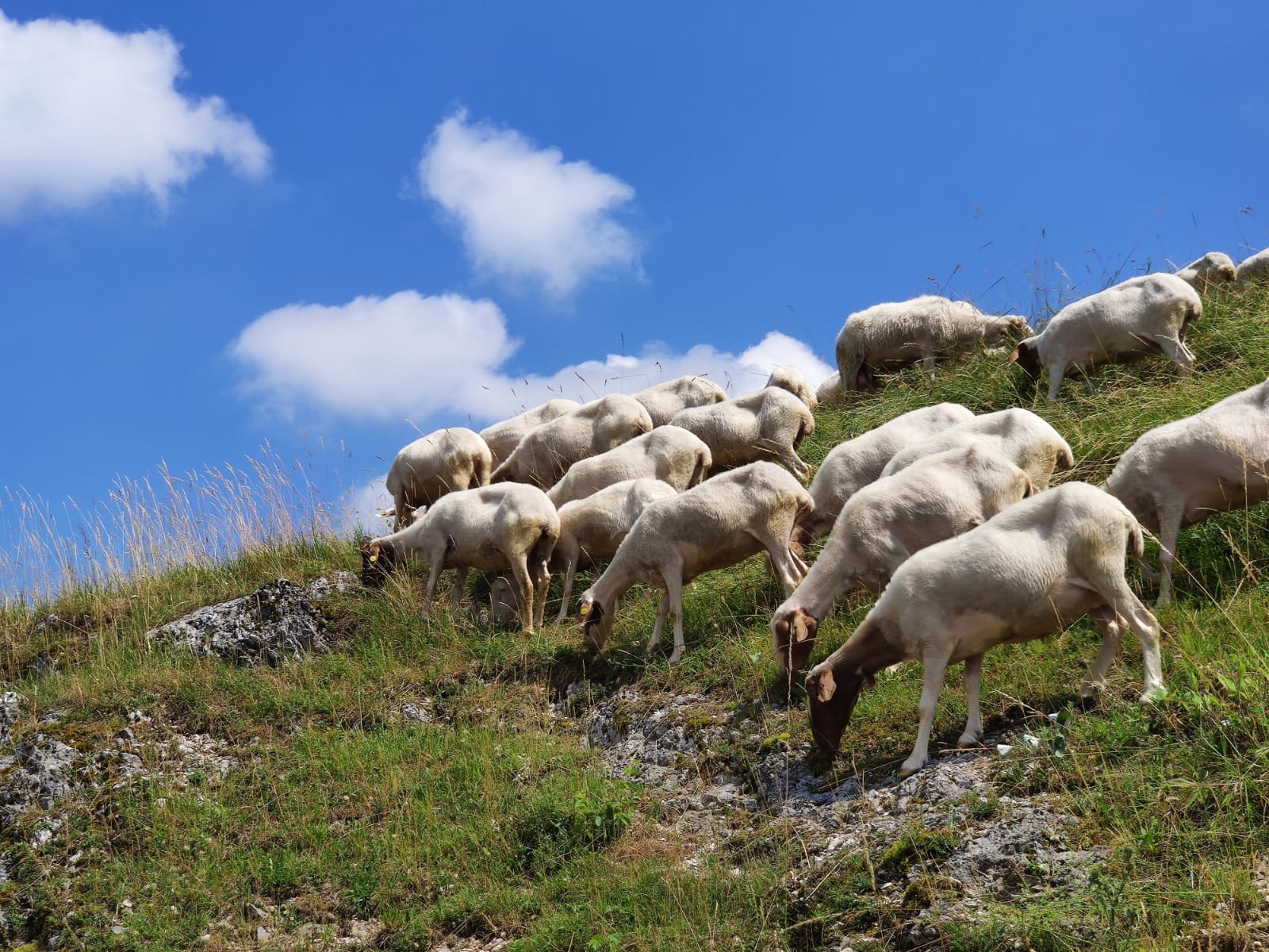 Quali pecore possono essere munte, perché non tutte le pecore vengono munte, prodotti a base di latte di pecora