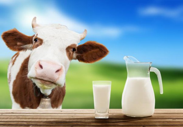 Quando una mucca inizia a dare il latte per la prima volta?