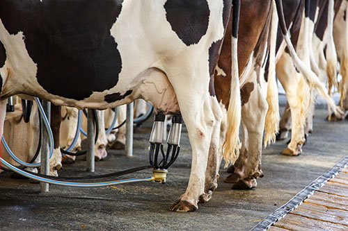 Quanto latte dà una mucca al giorno?