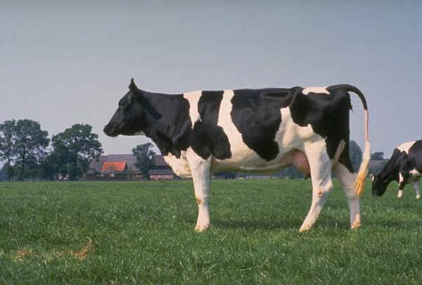Razza bovina olandese