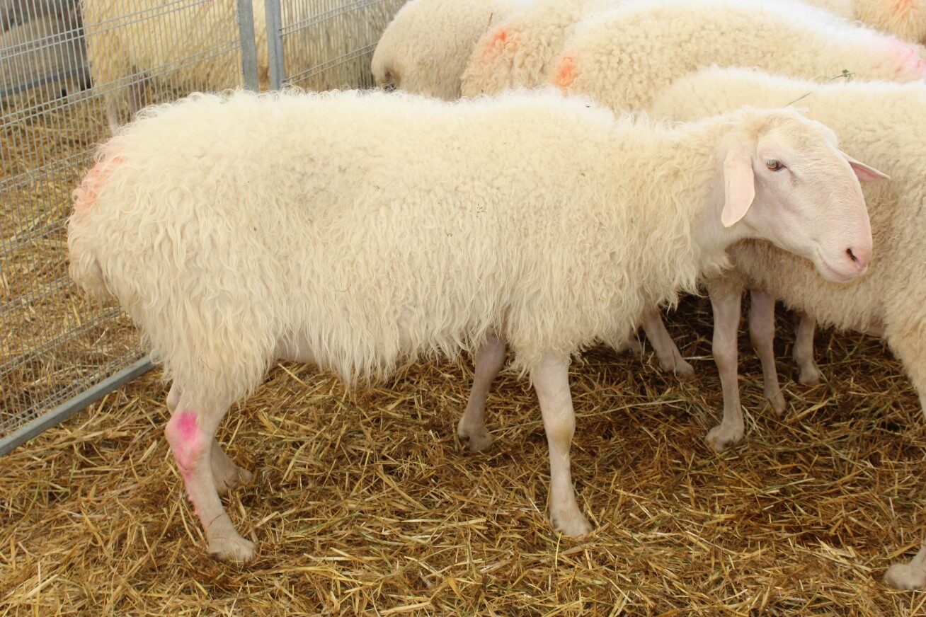 Razza di lana di pecora Tashlinskaya: descrizione, origine, allevamento