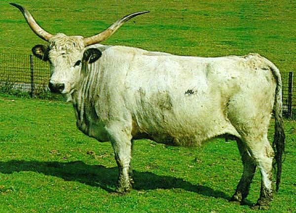 Razza di mucche della steppa rossa