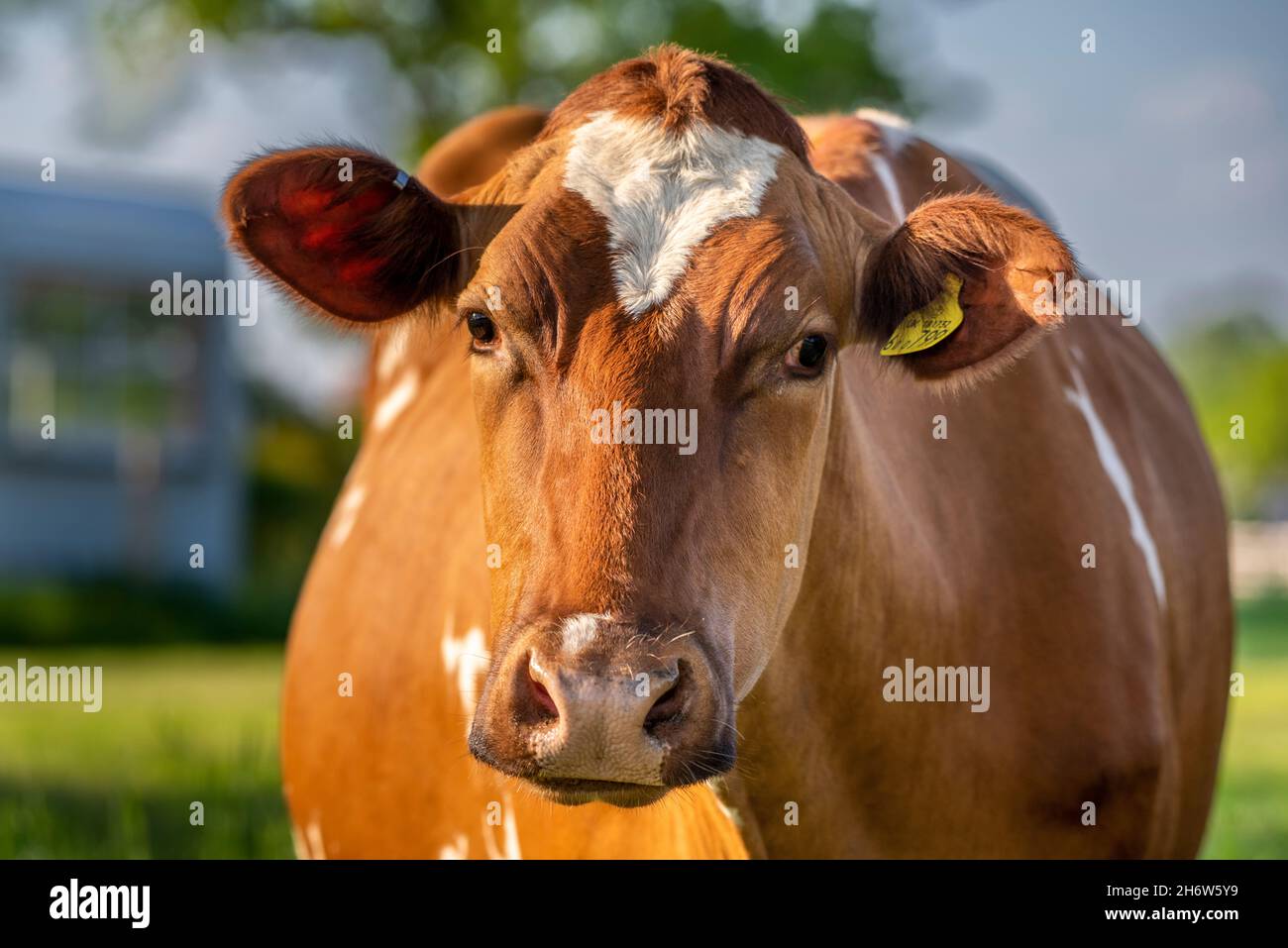 Razza di mucche dell’Ayrshire