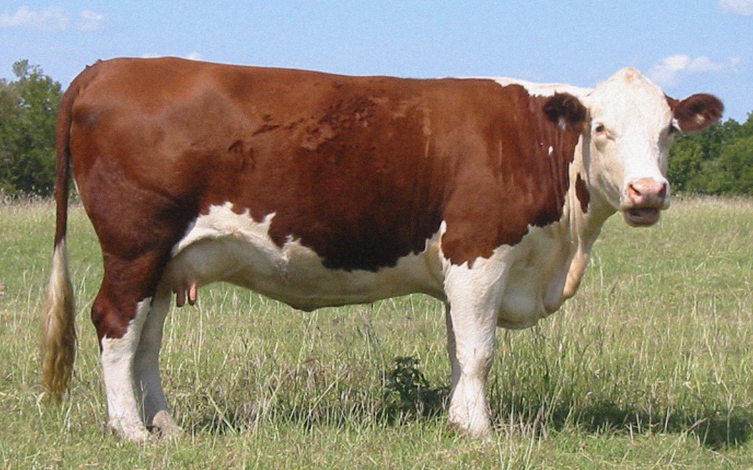 Razza di mucche Hereford