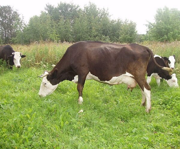 Razza di mucche Kostroma