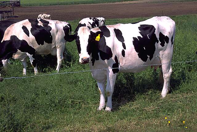 Razza di vacche Holstein