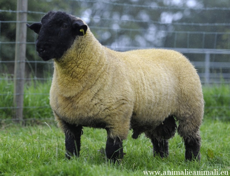 Razza inglese di pecore Suffolk: aspetto, descrizione delle pecore e degli arieti della razza