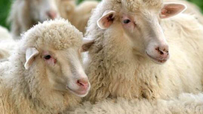 Razza ovina Gissar: regole per l’allevamento, il mantenimento e la cura
