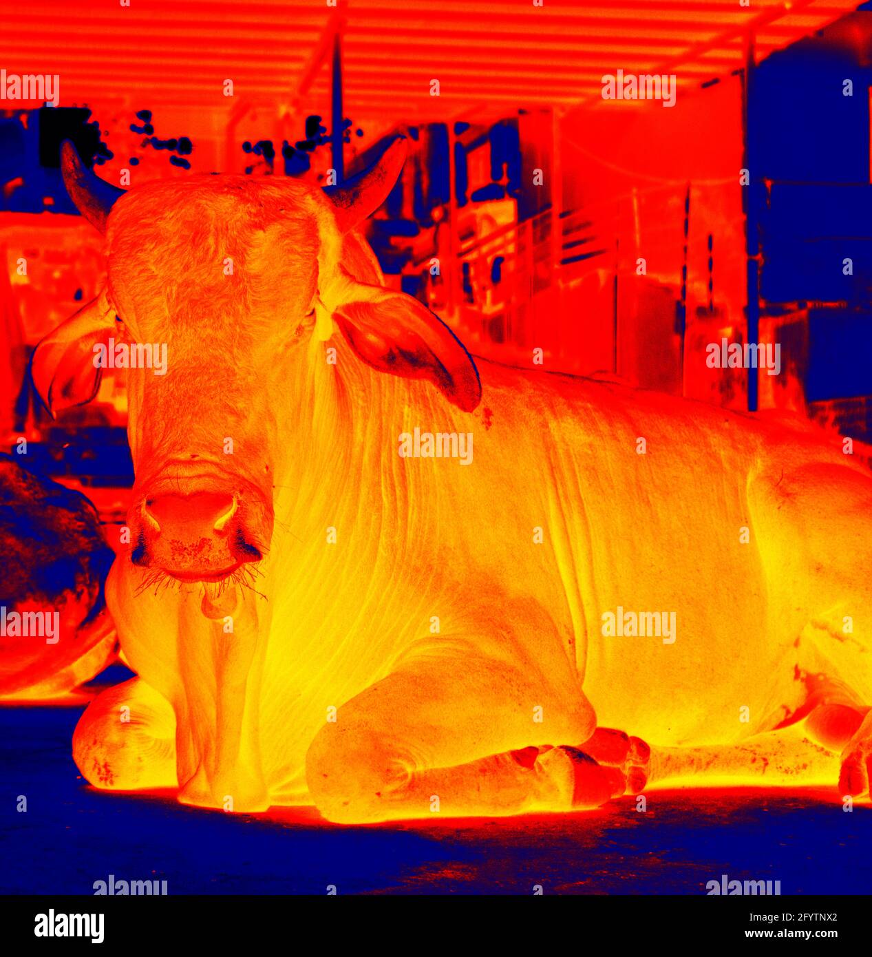Temperatura corporea della mucca