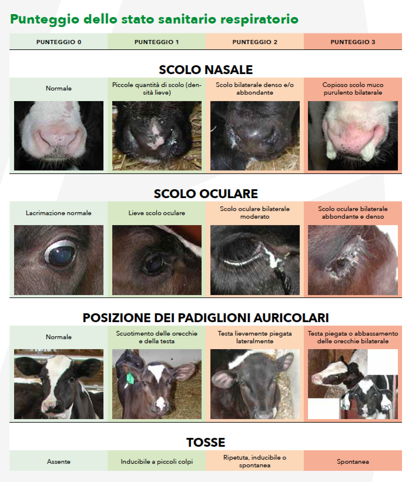 Tipi di infezioni nei vitelli e nei bovini