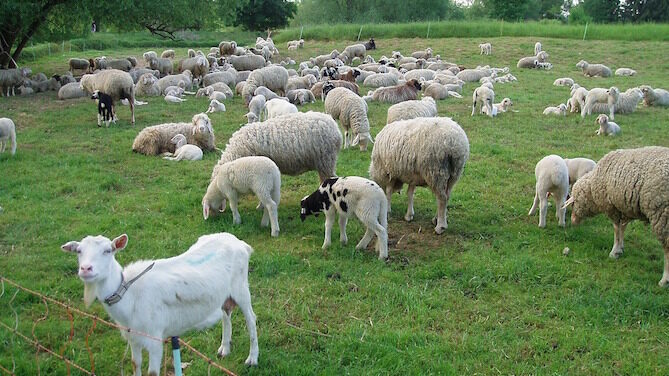 Trattamento dei vermi nelle pecore: farmaci, rilevamento, trattamento