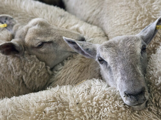 Virus del vaiolo negli ovini e caprini: caratteristiche dell’agente patogeno, misure di controllo e prevenzione