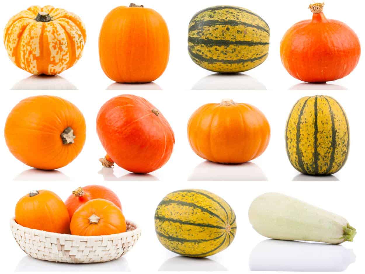 Zucca a frutto grosso: caratteristiche, varietà, semina e cura