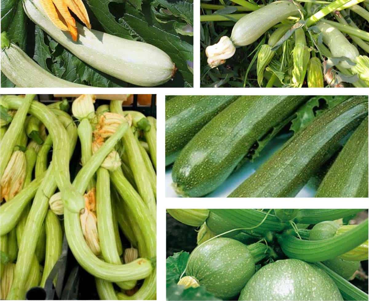 Zucchine Zucchine Zukesha – una varietà precoce di scopo universale
