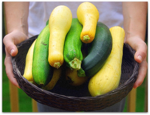 Zucchini Aeronaut - varietà a maturazione precoce con polpa tenera