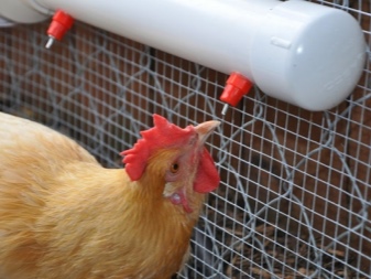 כמה זמן חיים תרנגולות ותרנגולות?
