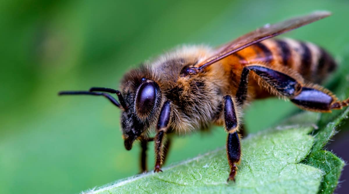 סוגי דבורים: ראה את העיקריות ומאפייניהן
