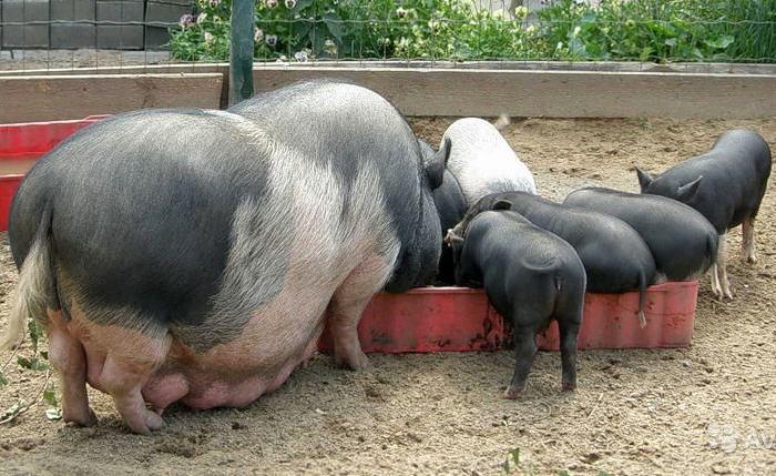 תוחלת חיים של חזירים מגזעים שונים