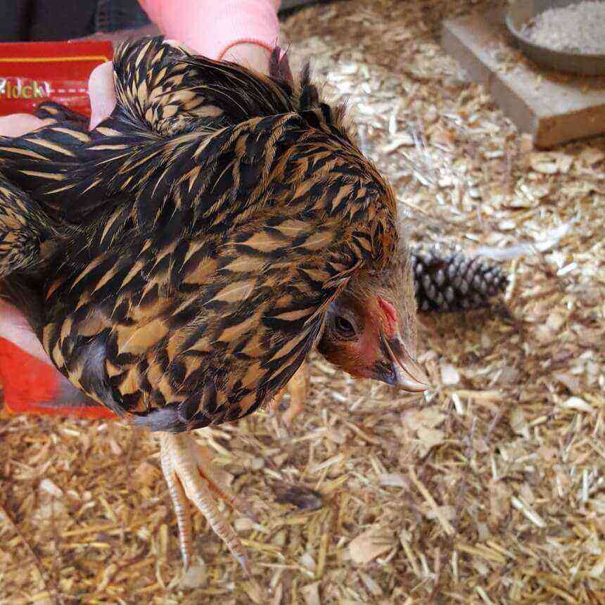 תרנגולות: מחסור בוויטמין B1 אצל תרנגולות
